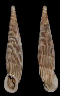 Tabella della Famiglia Clausilidae